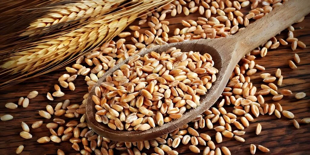 Why Farro Contains It Gluten 